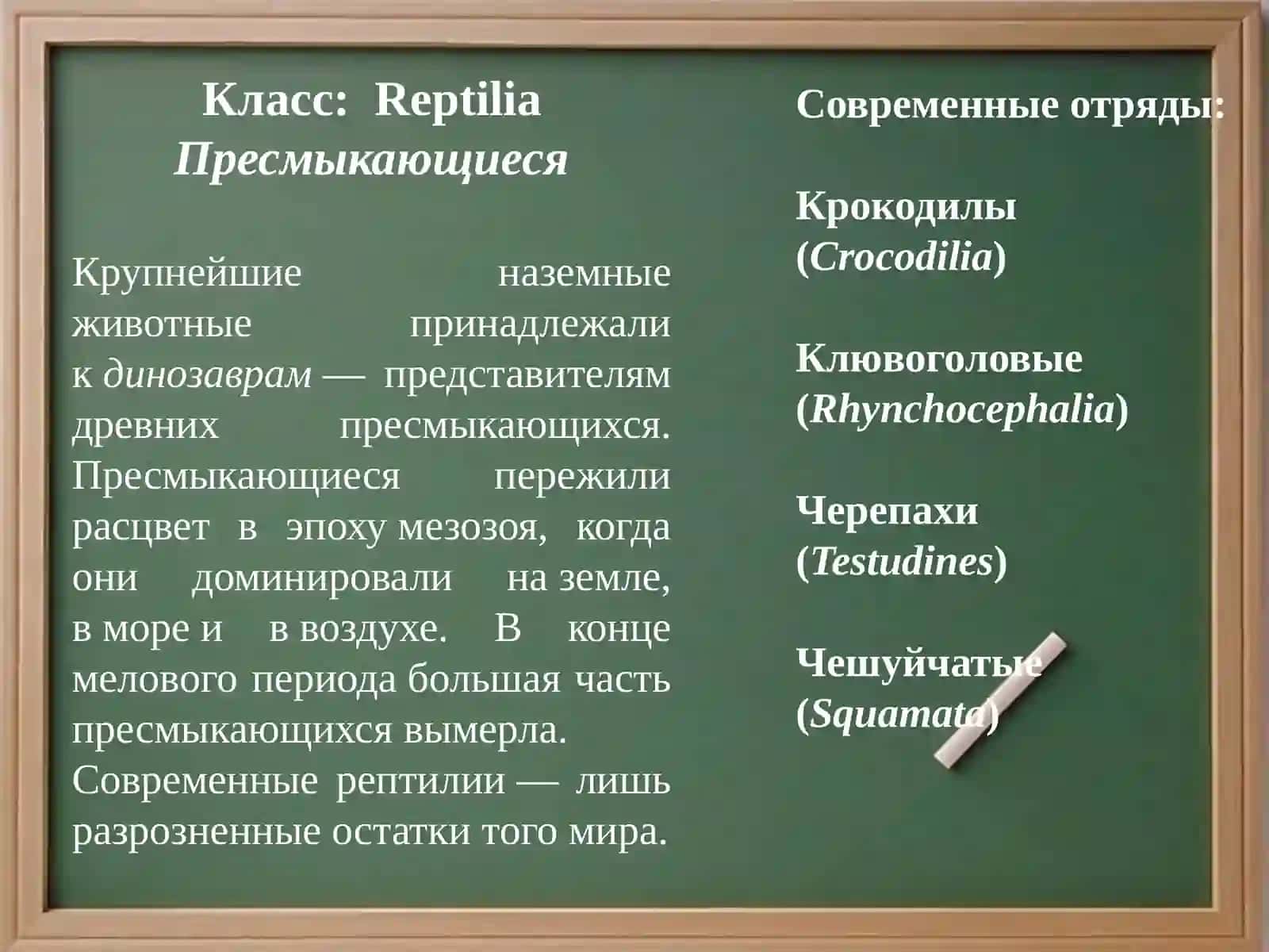 Пресмыкающиеся - Reptilia 2