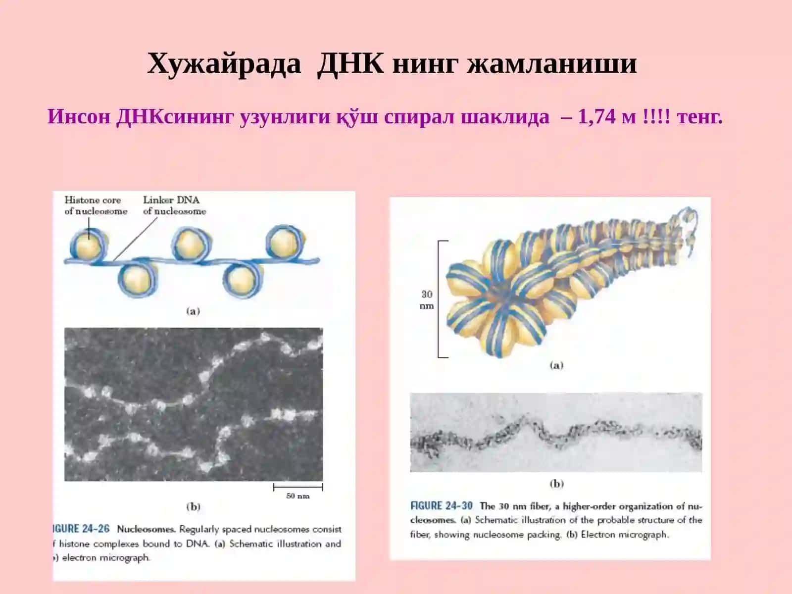 ИНСОН ГЕНОМИ ДАСТУРИ 2