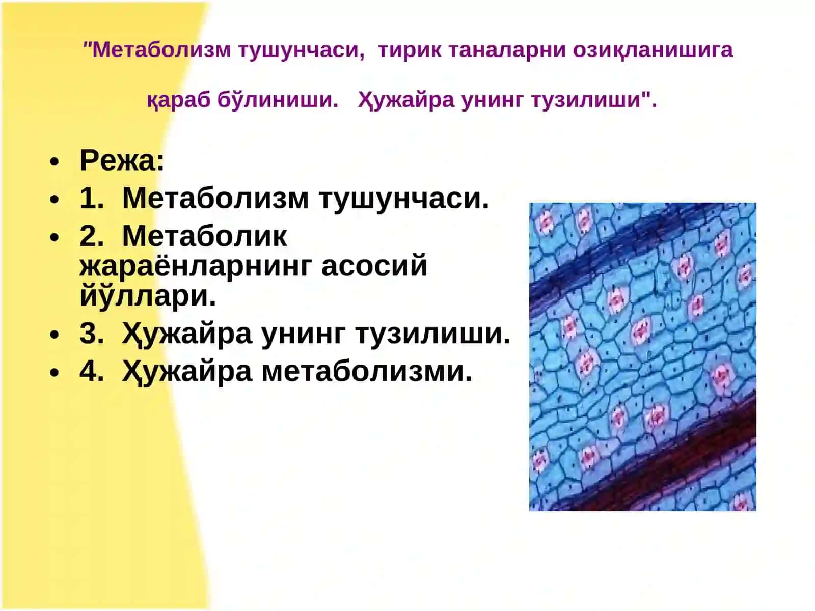 Ҳужайра унинг тузилиши 2