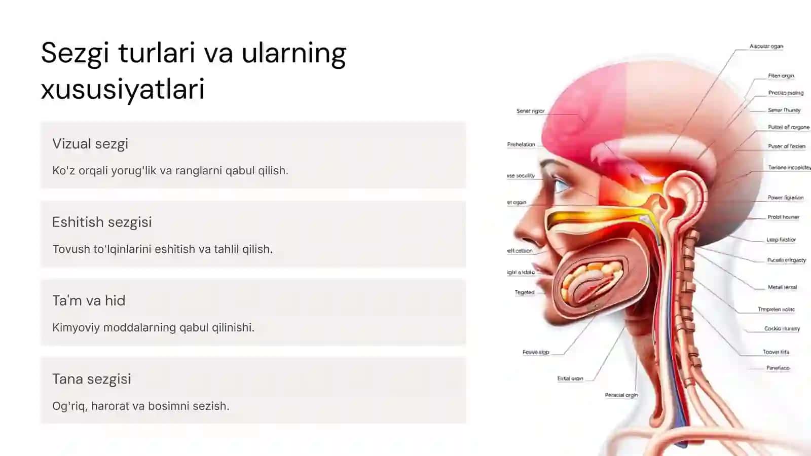 Sezgining psixofizik qonuniyatlari 2