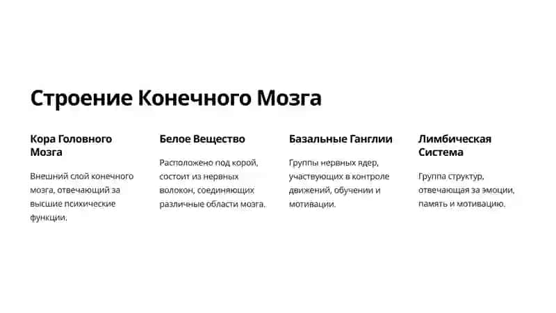 Конечный Мозг: Борозды и Извилины 2