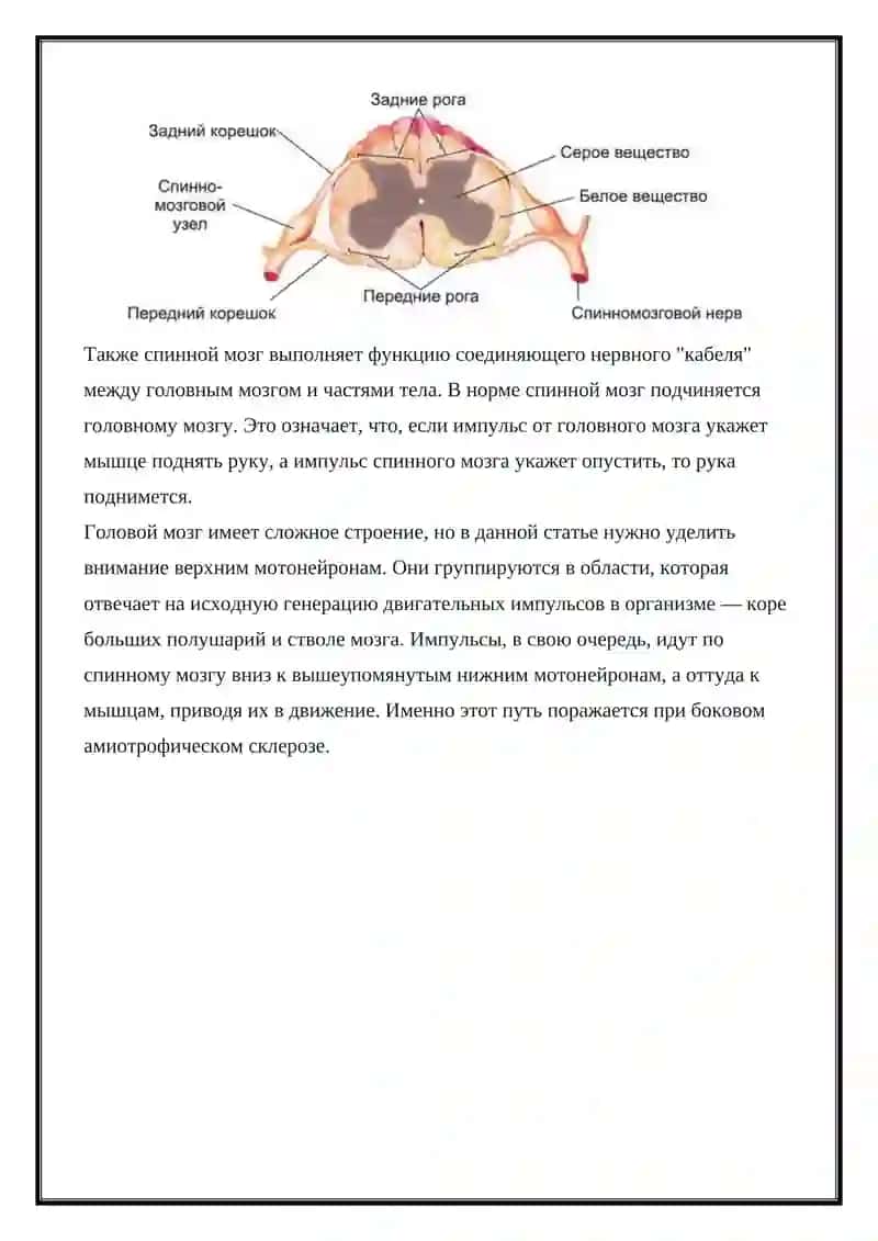 Боковой амиотрофический склероз(БАС) 2