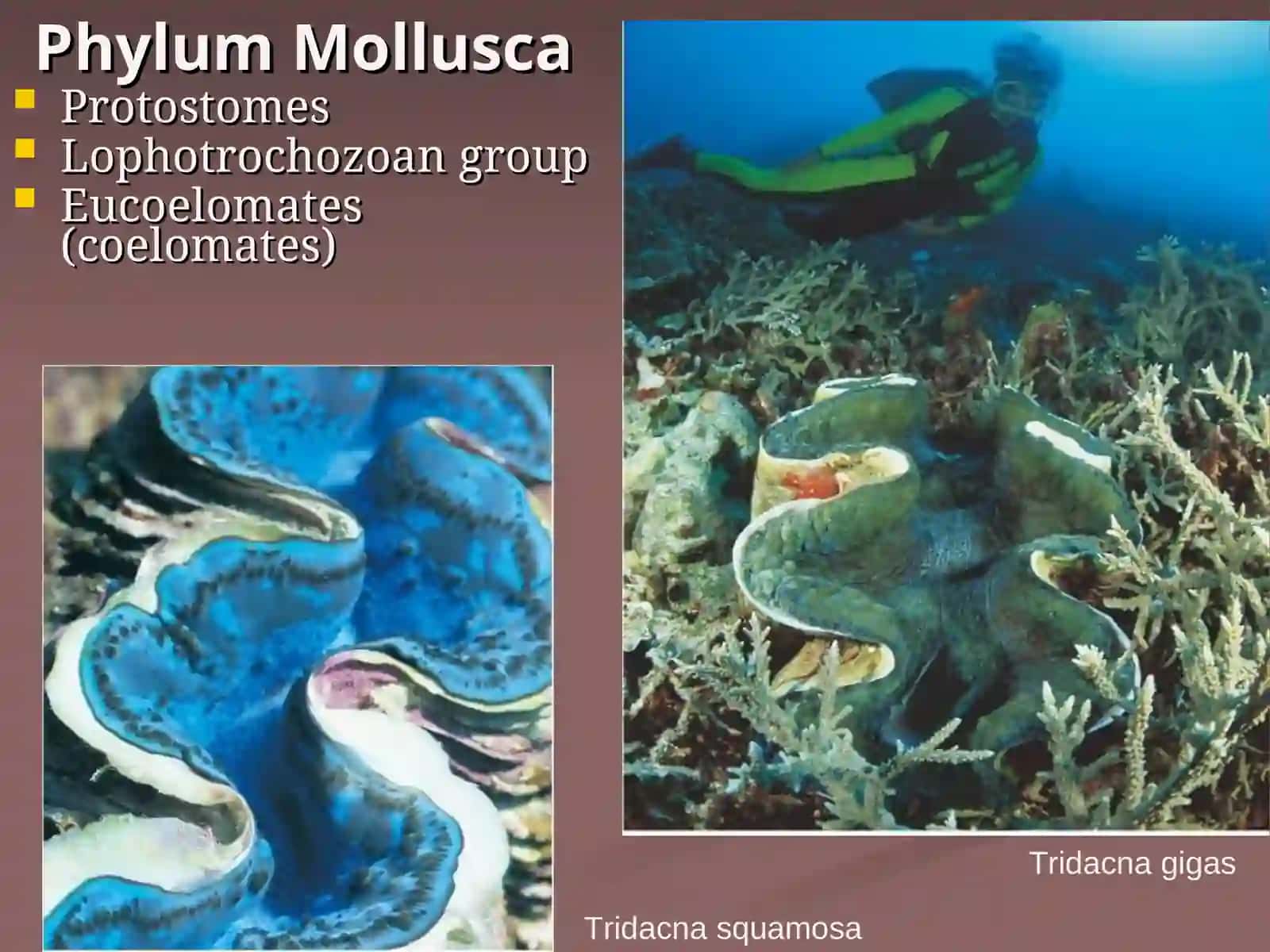 Phylum Mollusca 2