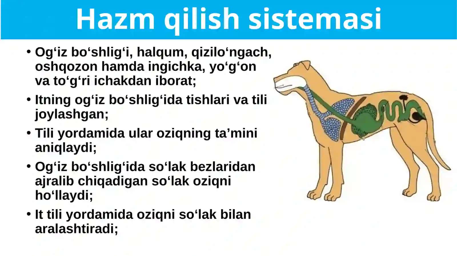 Itning ichki tuzilishi 2