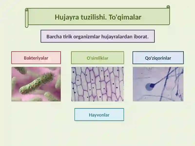 Hujayra tuzilishi 2