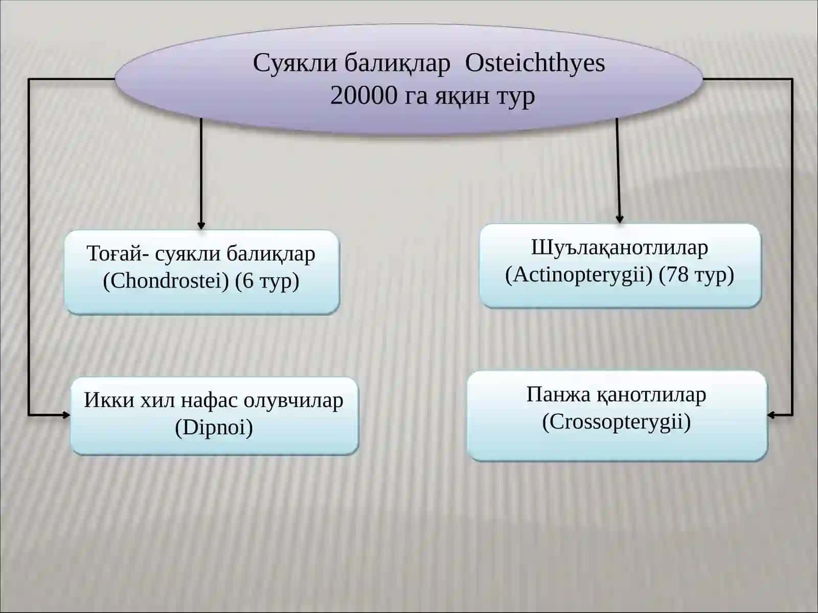 Суяклибалиқлар систематикаси 2