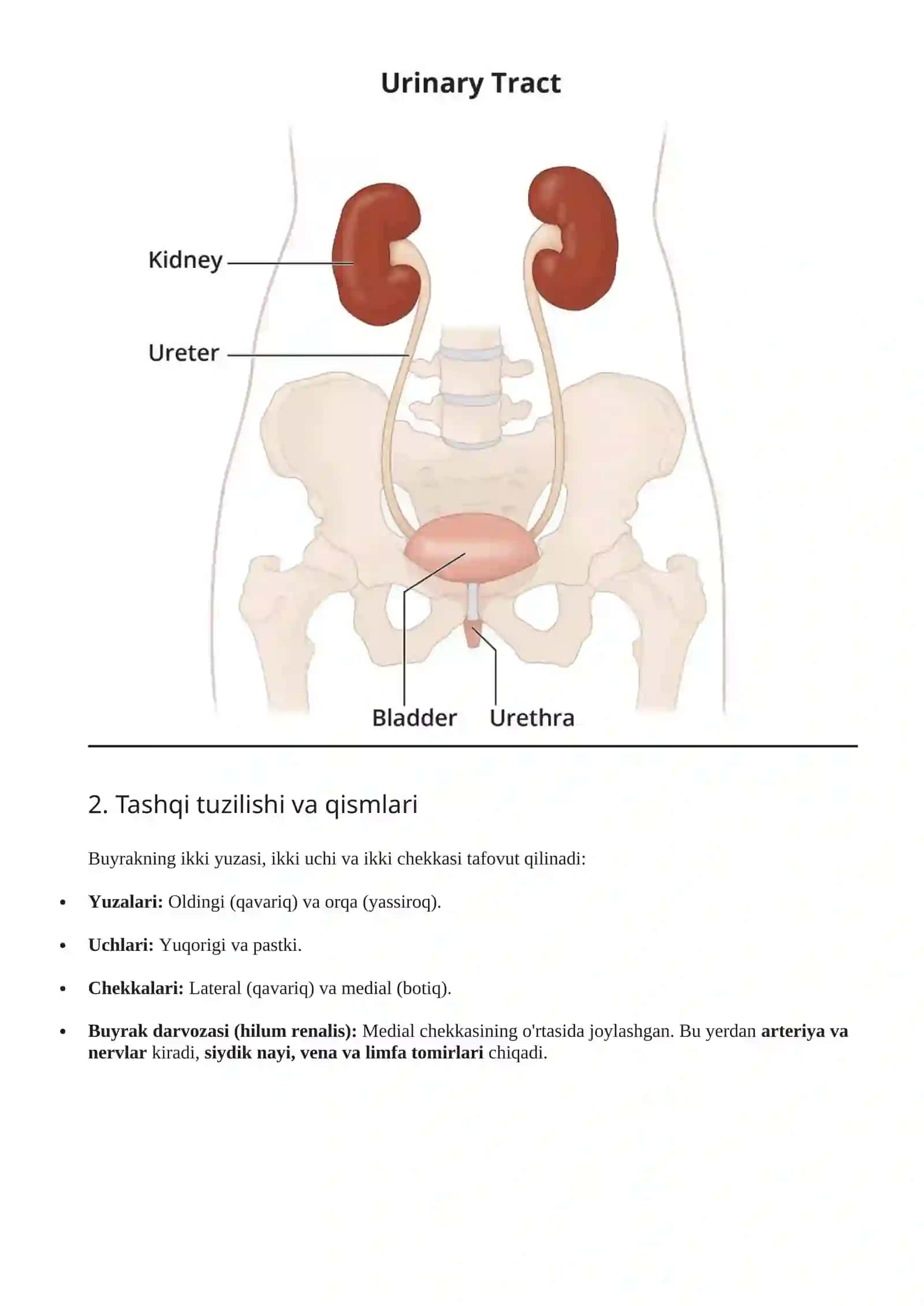 Siydik va Tanosil Apparati (Apparatus Urogenitalis) 2
