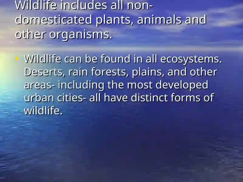 Wildlife of Britain 2