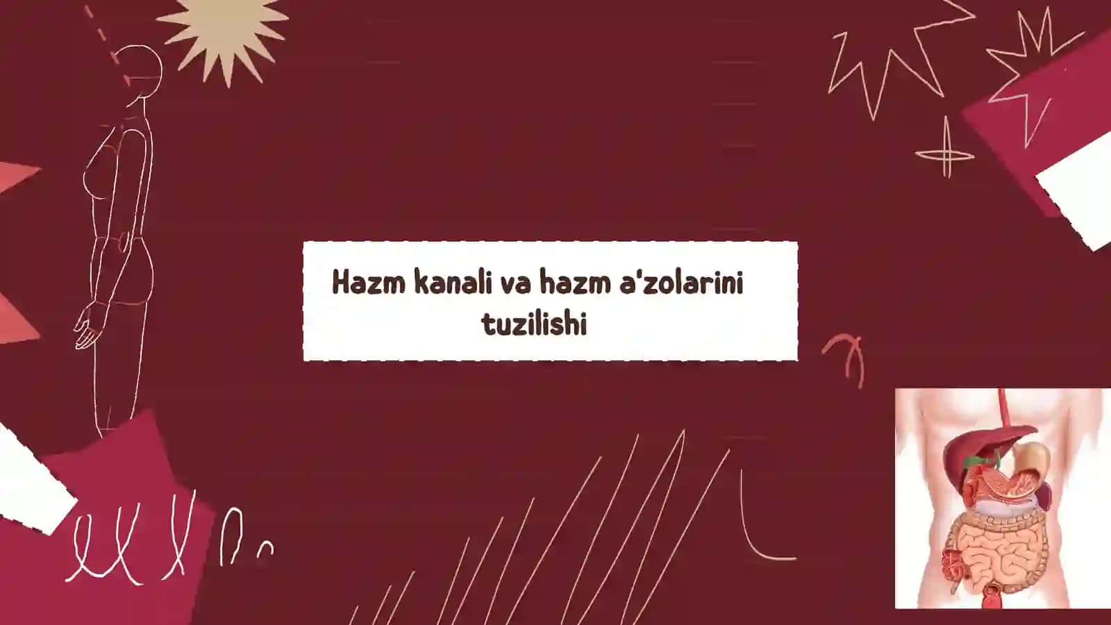 Hazm tizimi va uning vazifalari 2