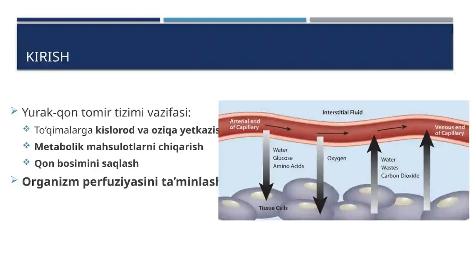 Yurak faoliyati boshqaruv mexanizmlari 2