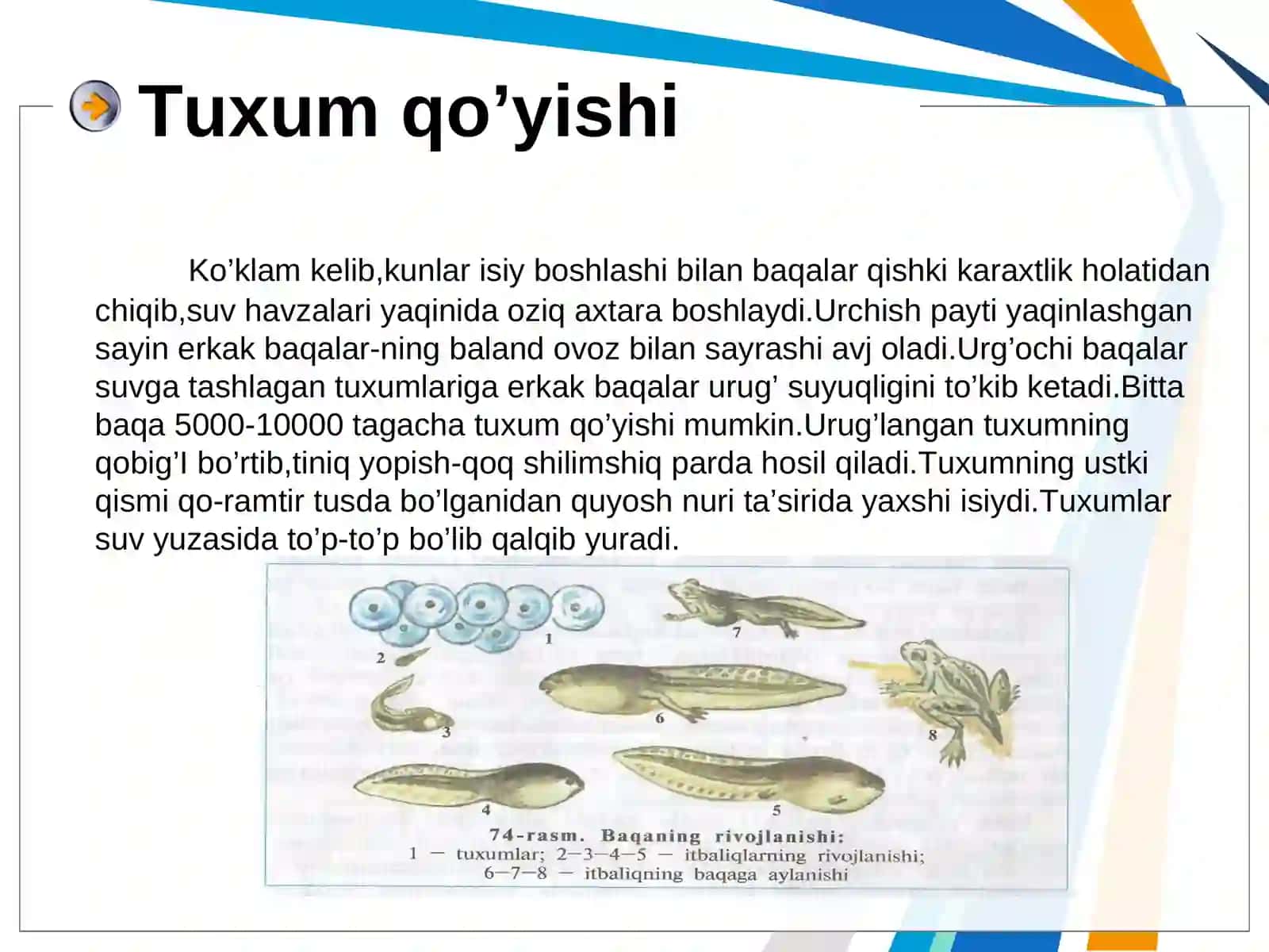 Tuxum qo’yishi 2