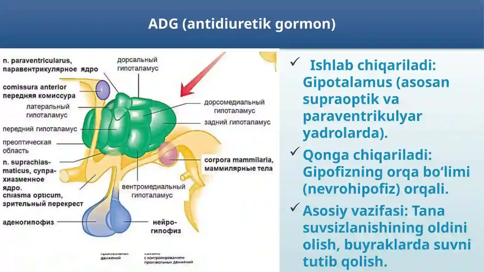 ADG Gormonining Vazifalari 2