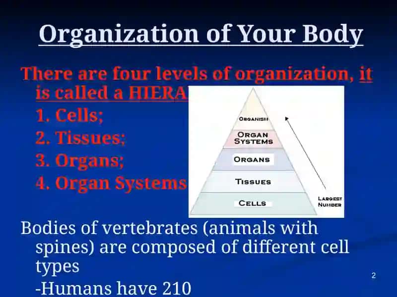 Organization of Your Body 2