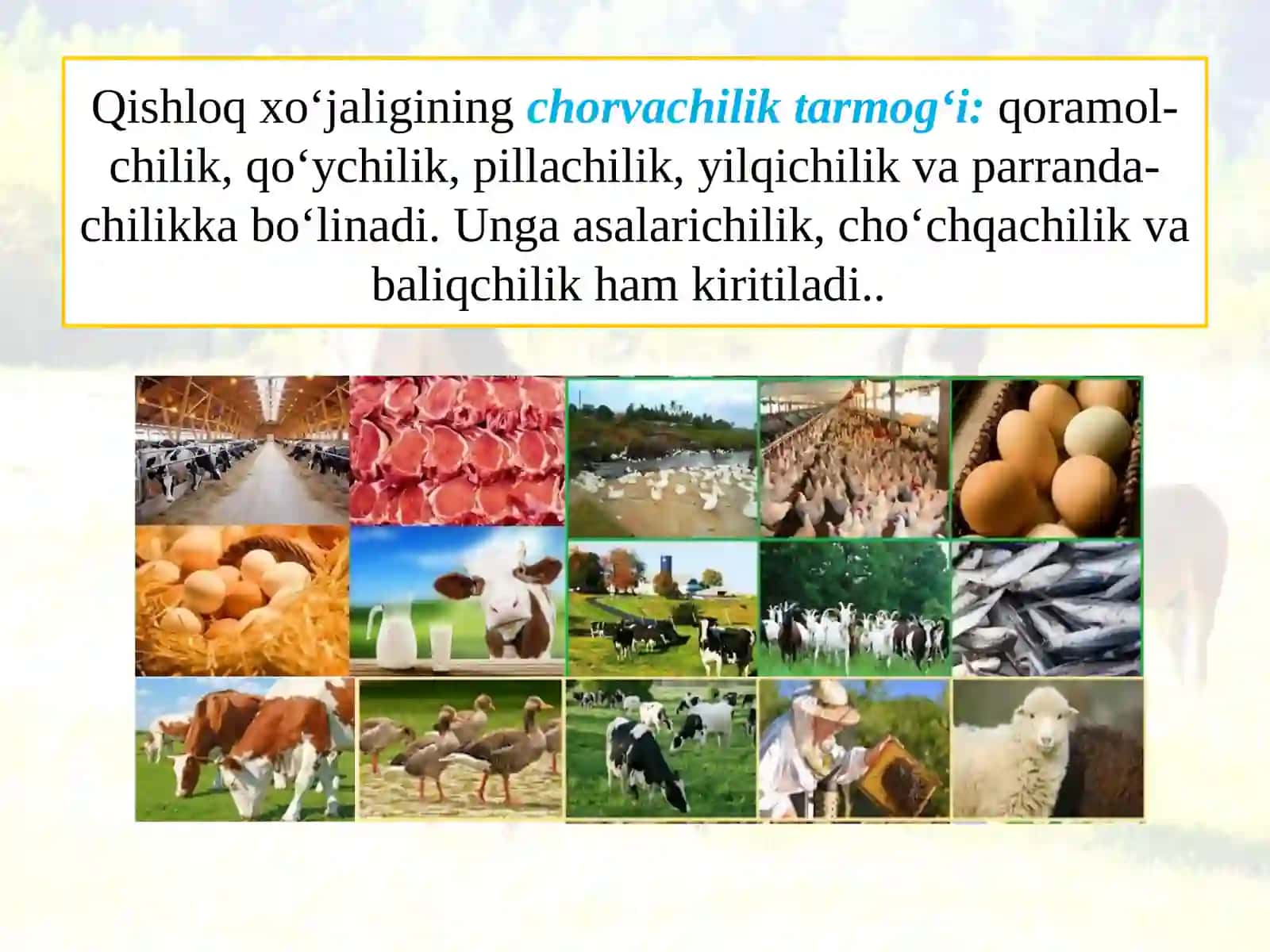 CHORVACHILIK 2