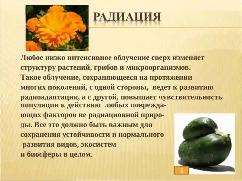 Радиация и растения 2