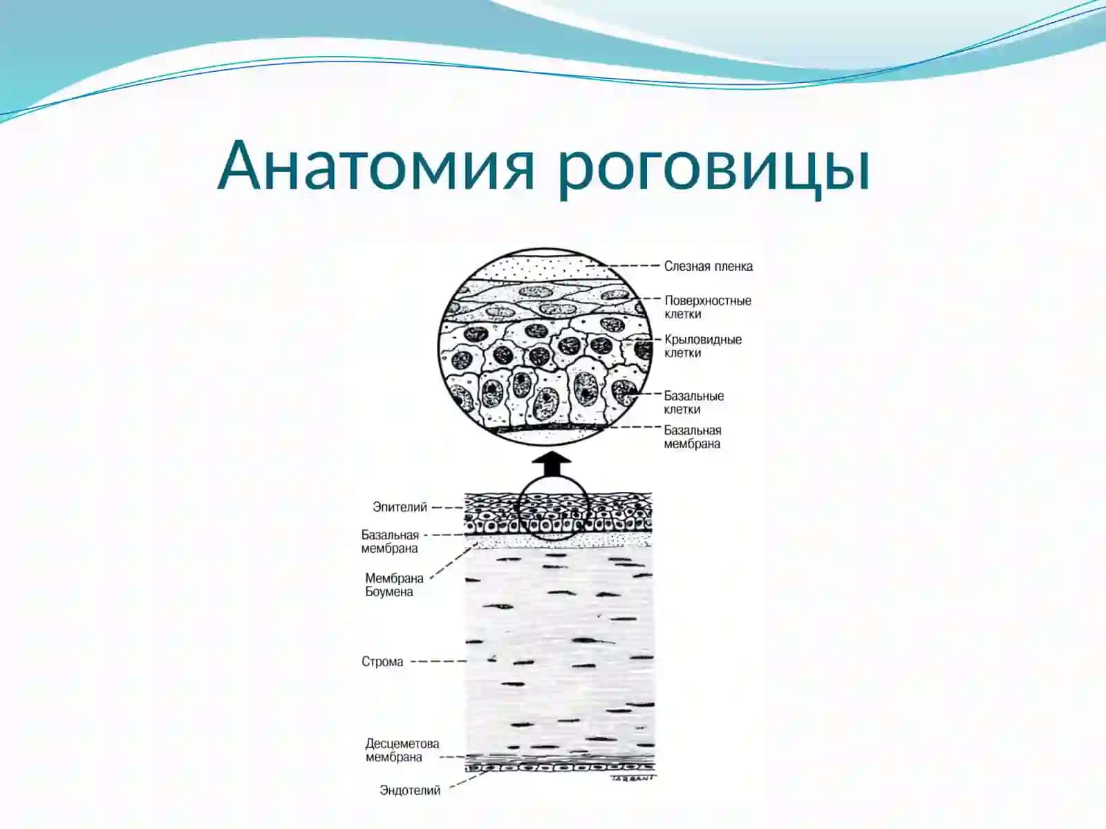 Кератиты 2