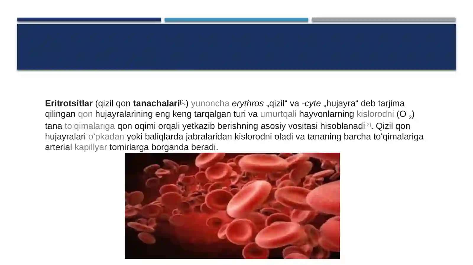 ERITROTSITLAR, TURLARI VA FUNKSIYALARI 2