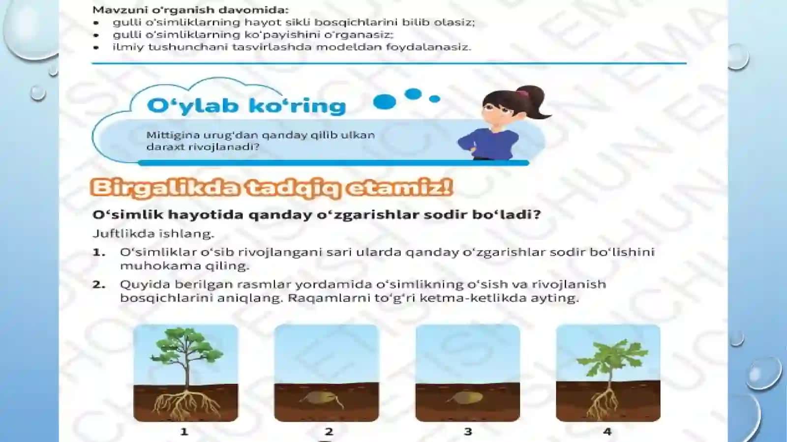 Gulli o'simliklarning ko'payishi 2
