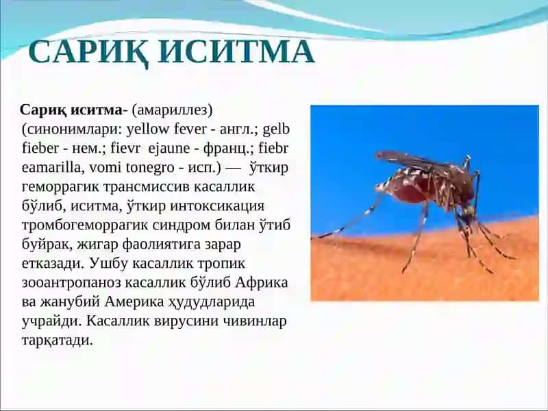 Сариқ иситма 2