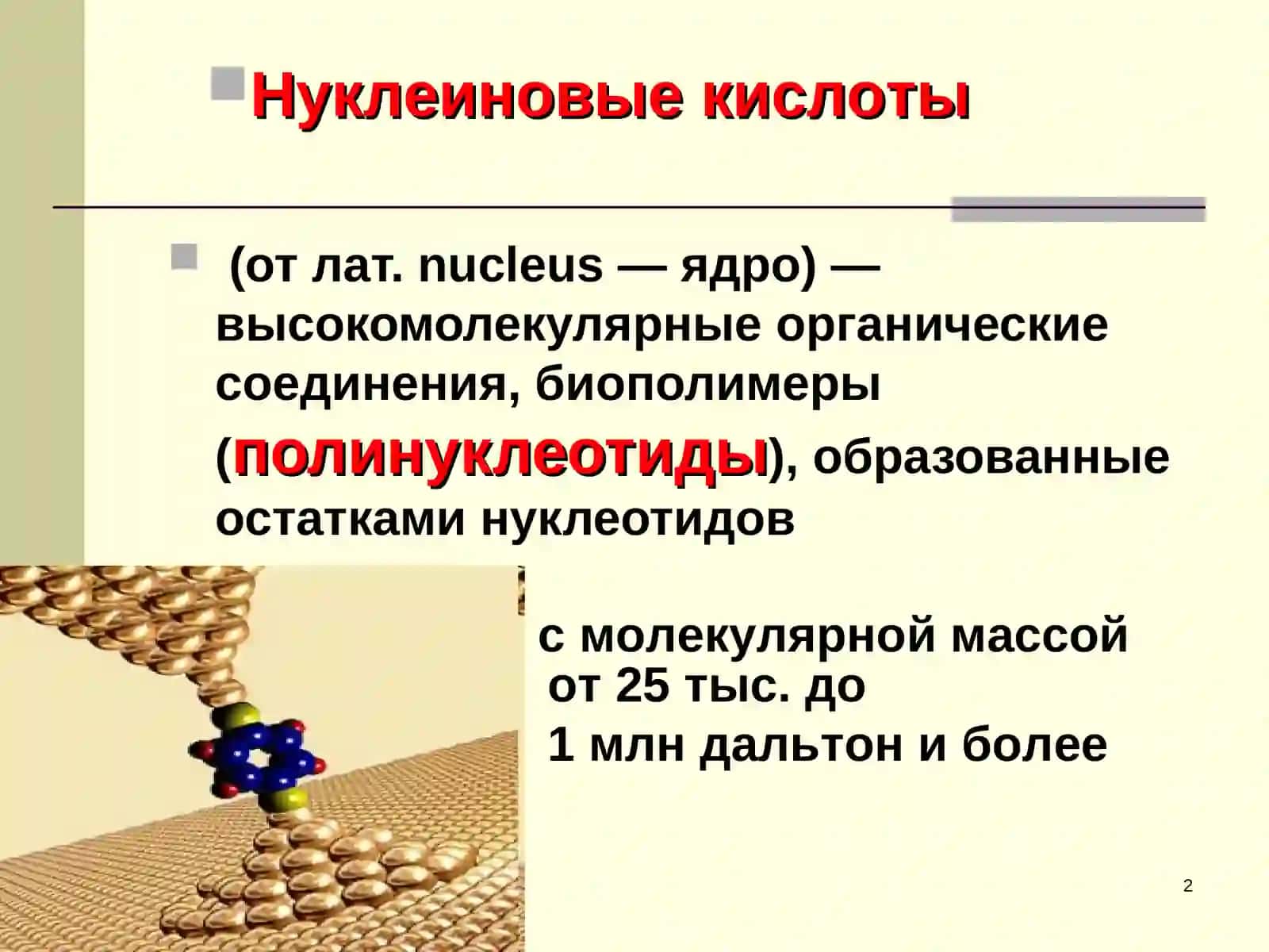 Нуклеиновые кислоты 2