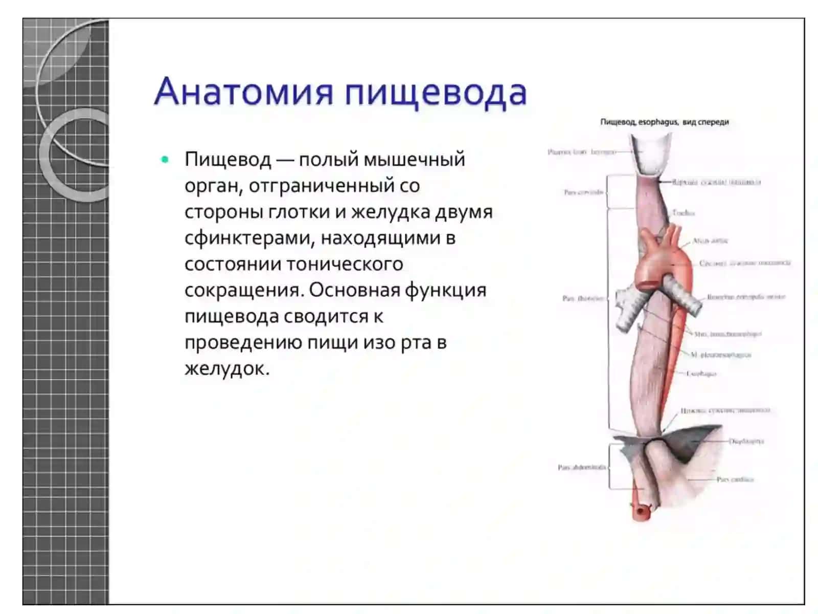 Атрезия Пищевода 2