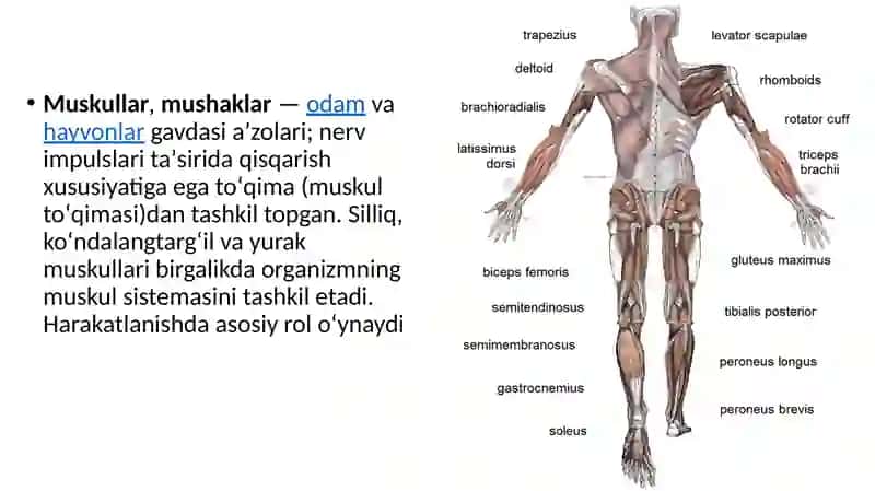 Mushak qisqarish mexanizmining morfologik asoslari 2