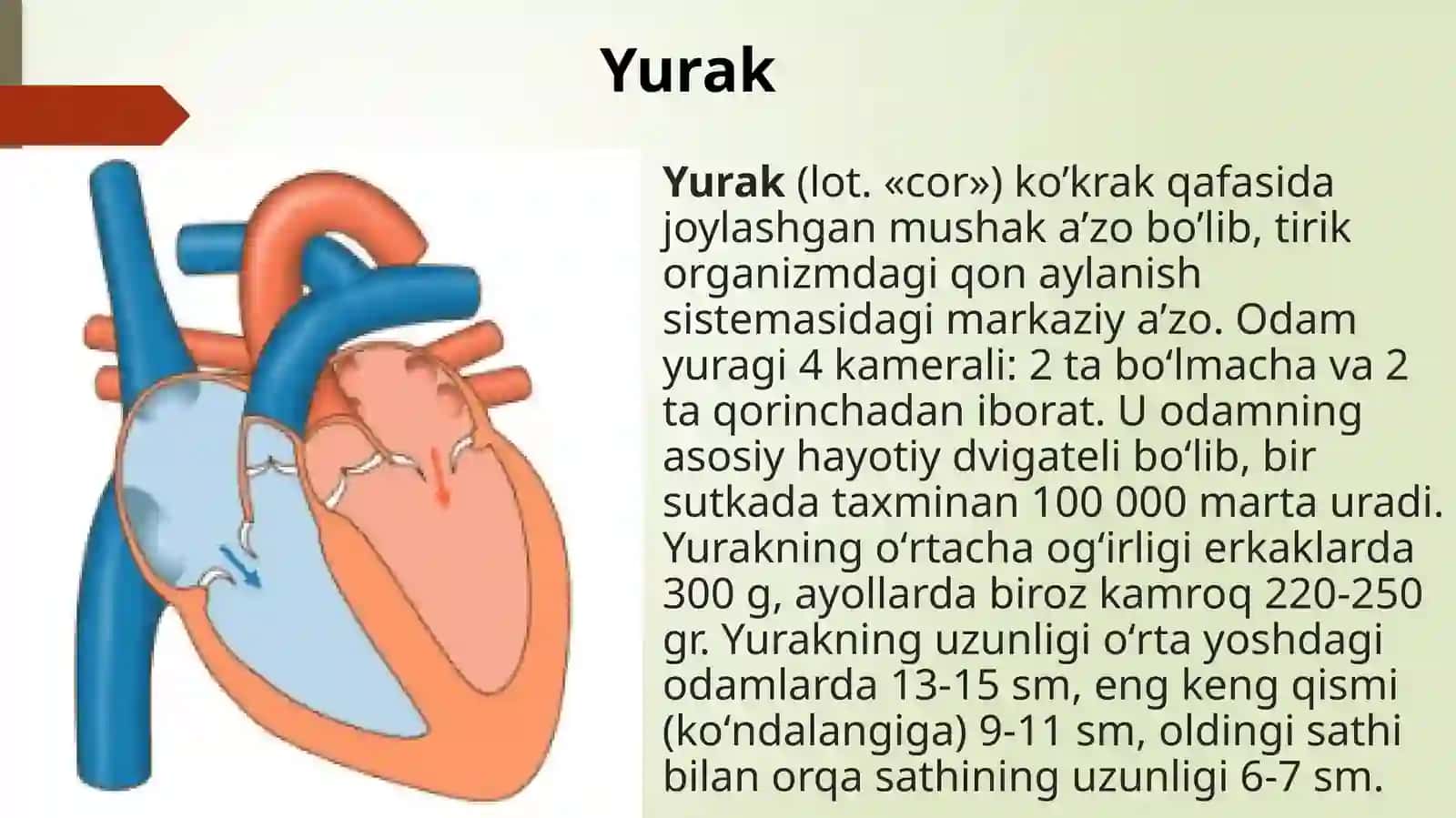 Yurak mushaklari fiziologiyasi 2