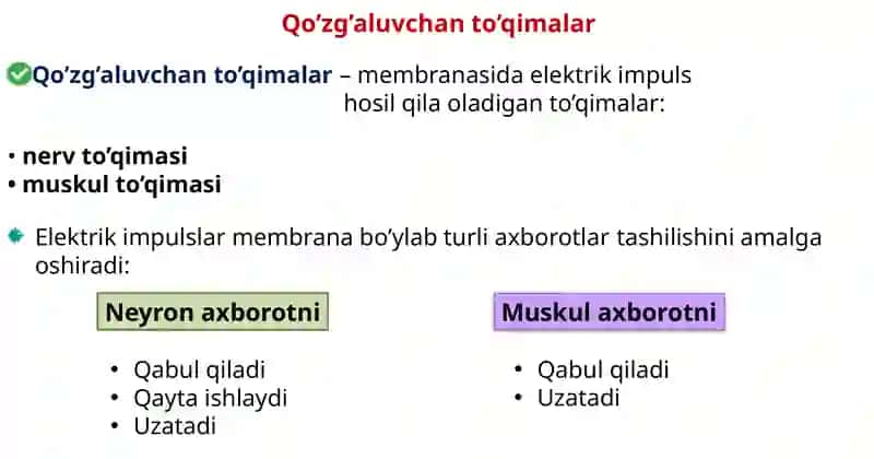Nervsistemasifiziologiyasi.Sinapslar 2