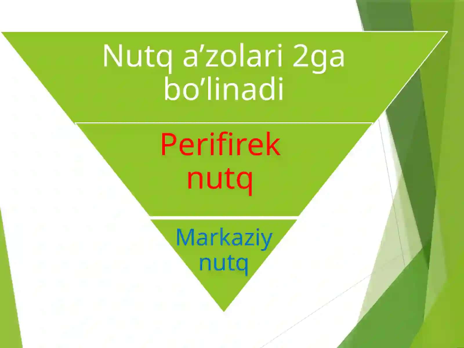 Nutqning anatomik fiziologik tuzilishi 2