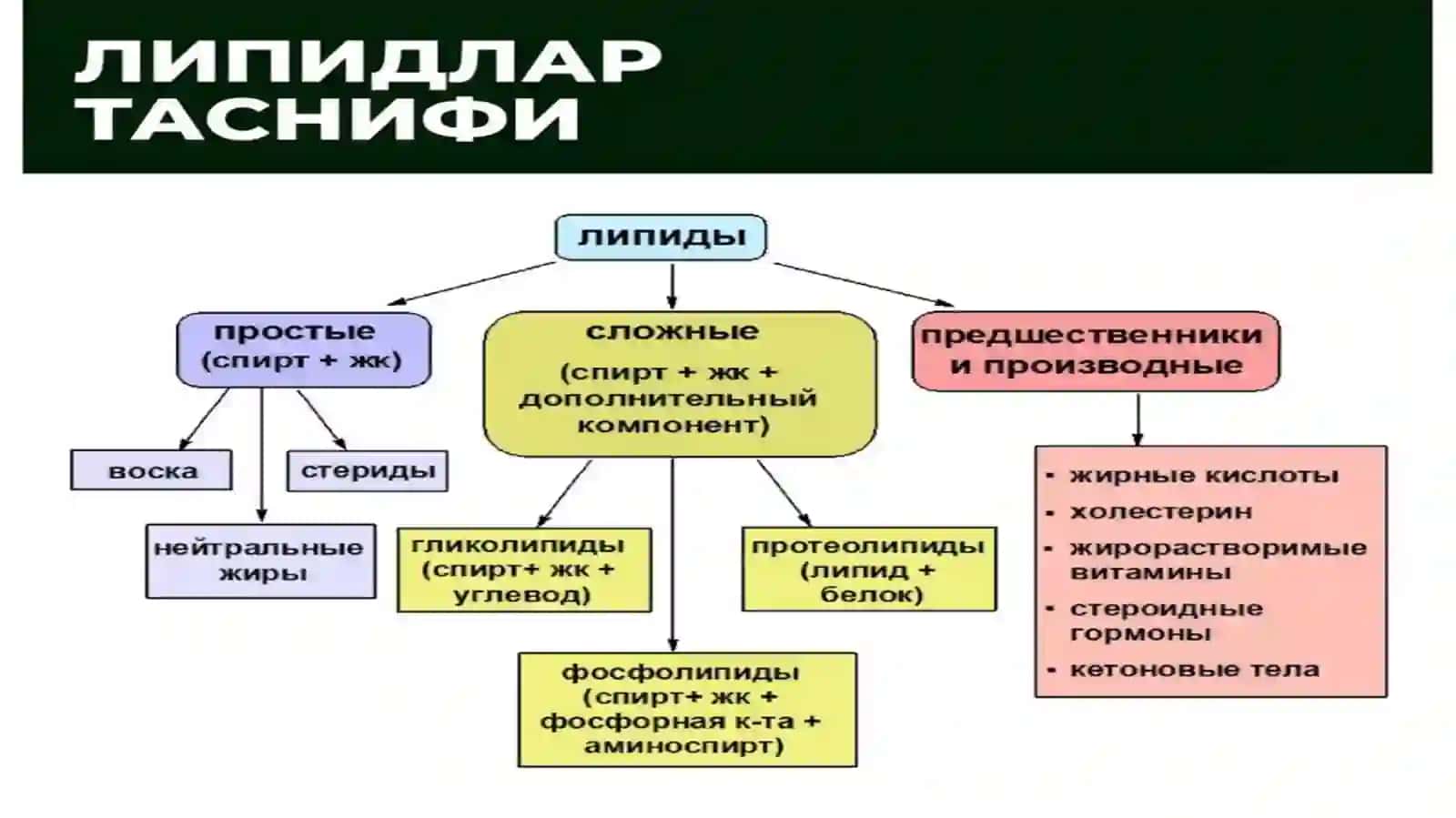 Lipidlarning hazmlanishi 2