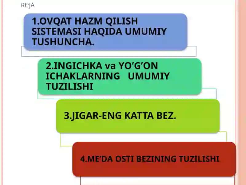 Meda va ichakda ovqat hazm qilish sistemasi 2