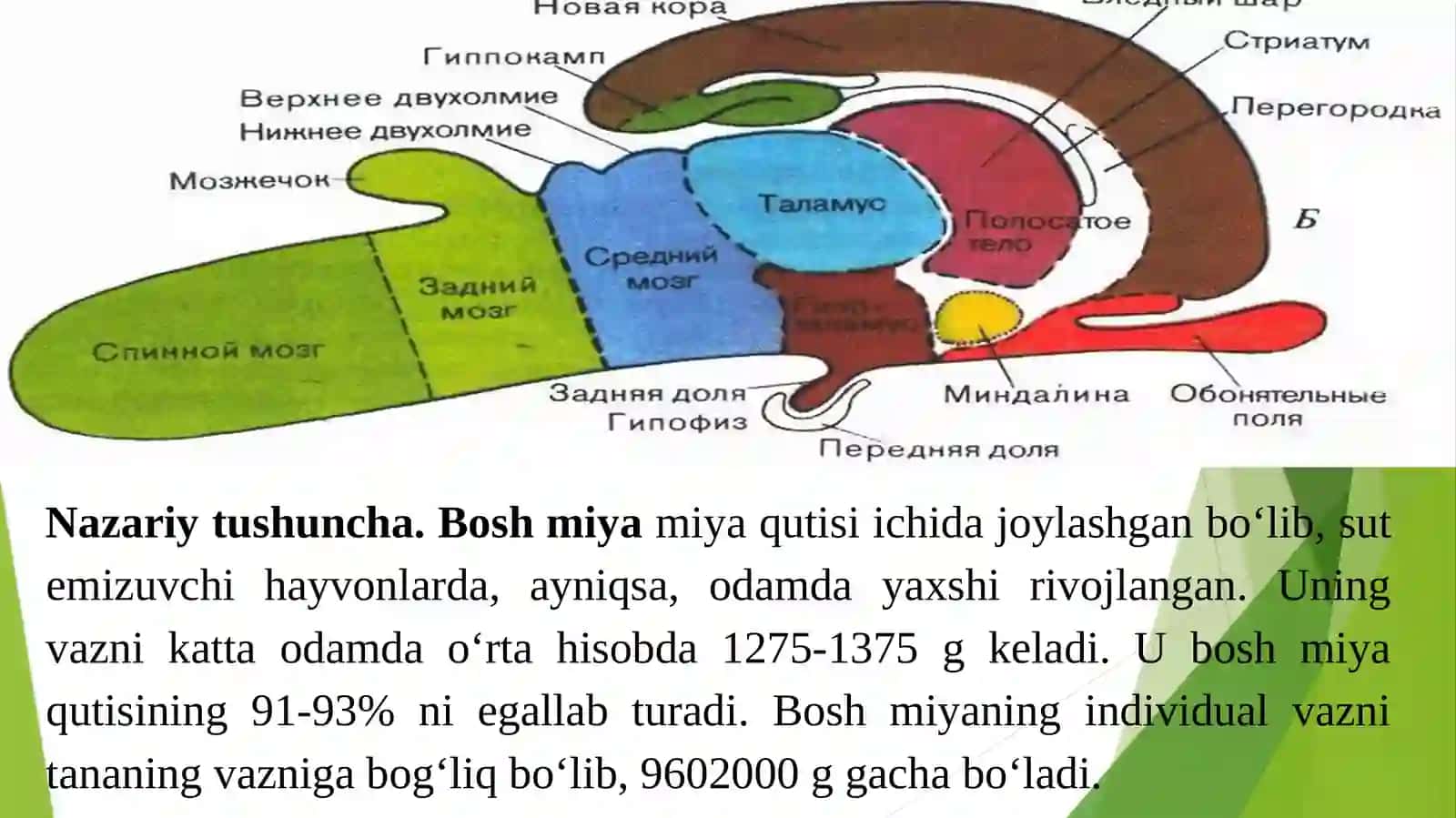 Bosh Miya Nervlarning Tuzilishi 2