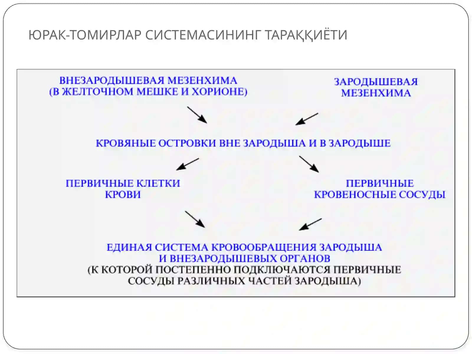ЮРАК-ТОМИРЛАР СИСТЕМАСИНИНГ ТАРАҚҚИЁТИ 2