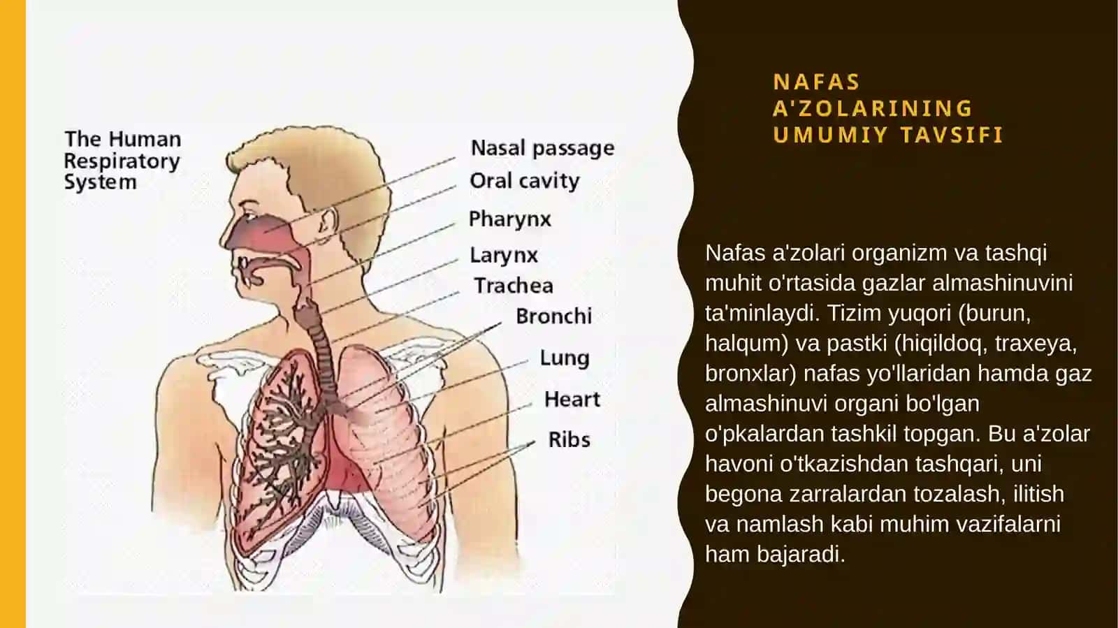 Mustaqil ish: Nafas a'zolari tizimi /Odam anatomiyasi 2