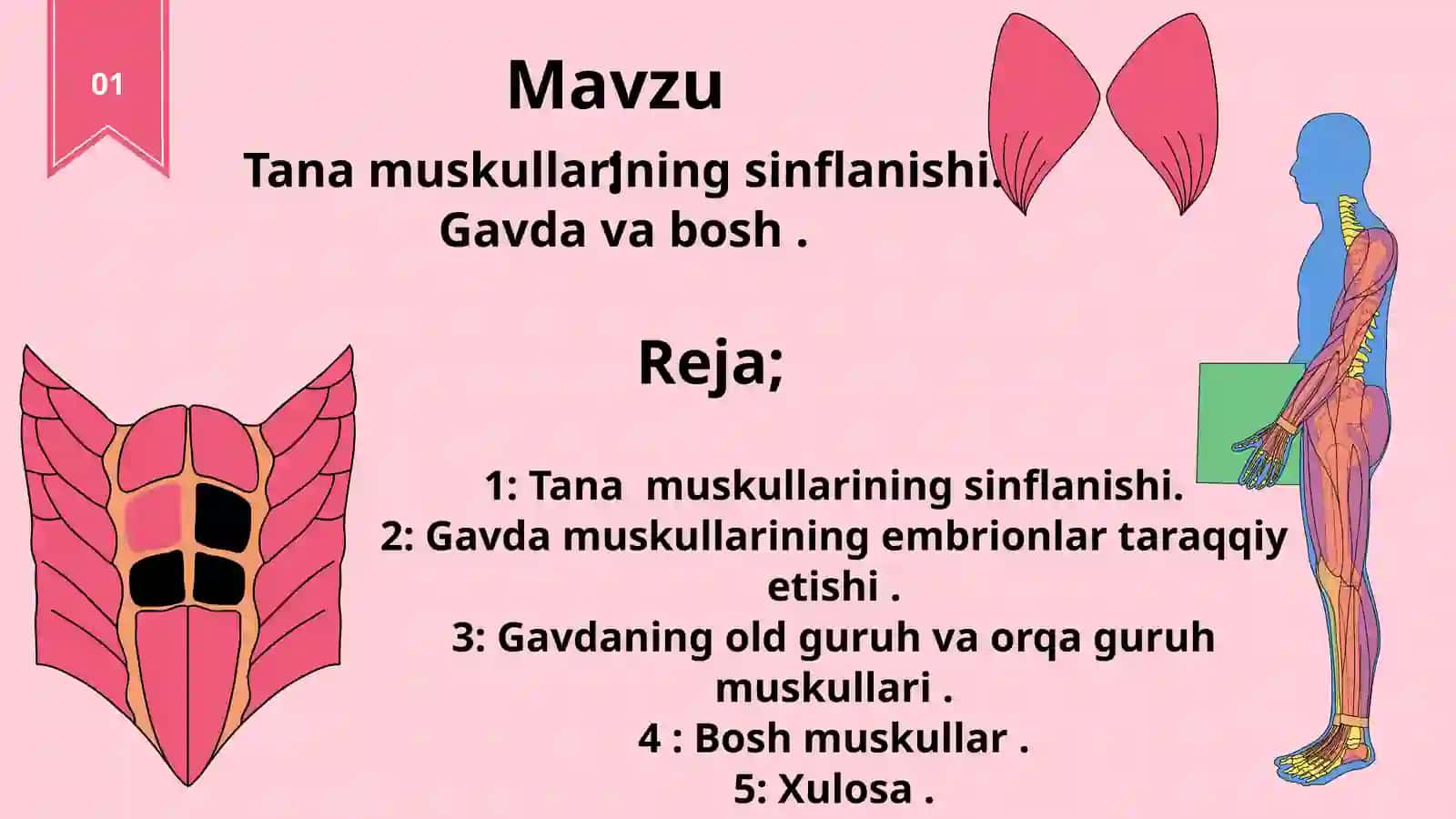 Tana muskullarining sinflanishi. Gavda va bosh 2
