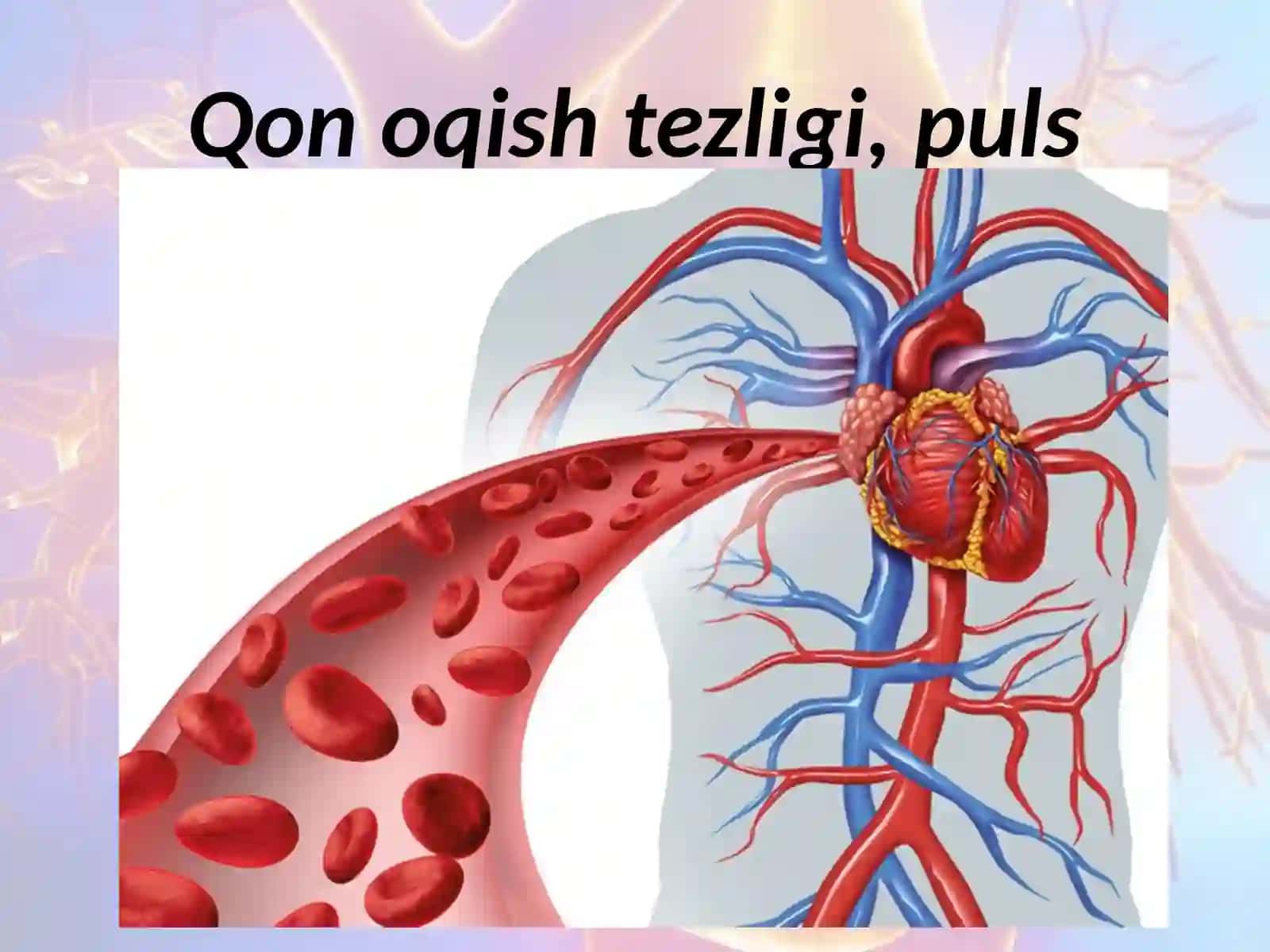 Qonning tomirlar bo'yicha harakatlanishi 2
