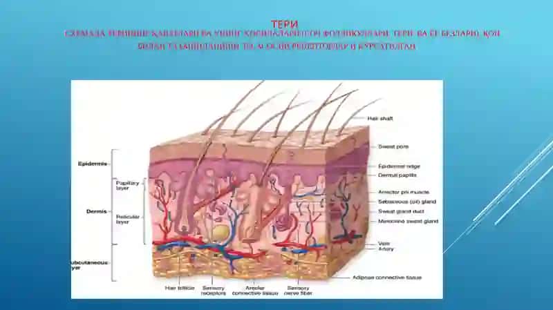 teri epidermiyasining tuzulishi 2