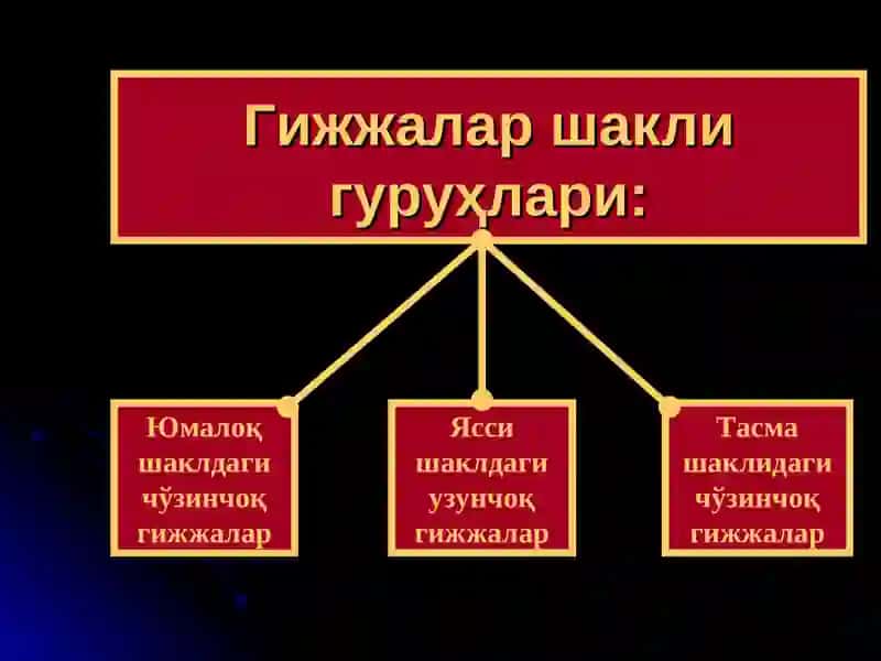 ГИЖЖАЭНВАЗИЯСИ 2