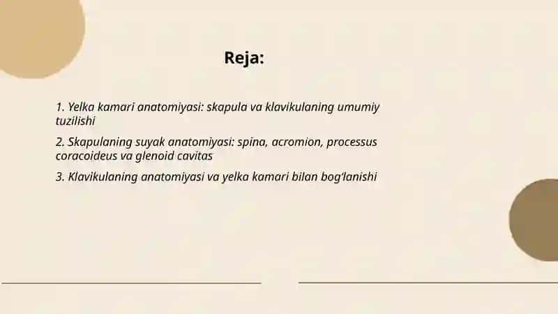Yelka kamari anatomiyasi 2