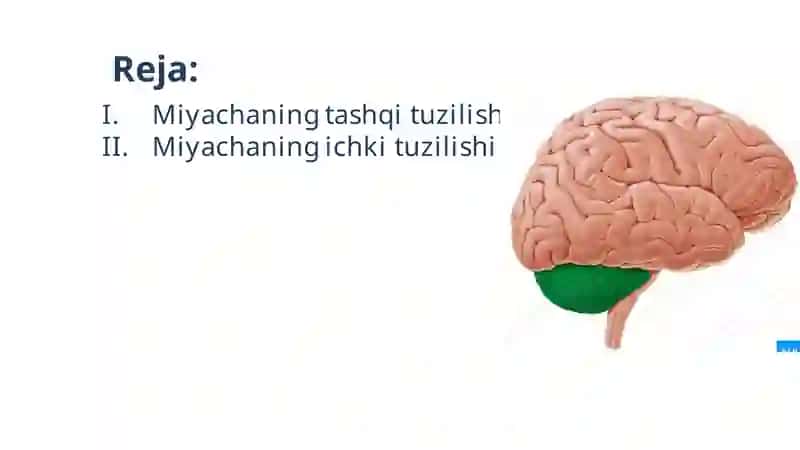 Miyacha taqdimot 2
