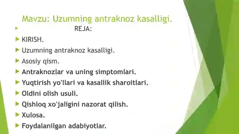 Uzumning antraknoz kasalligi. 2