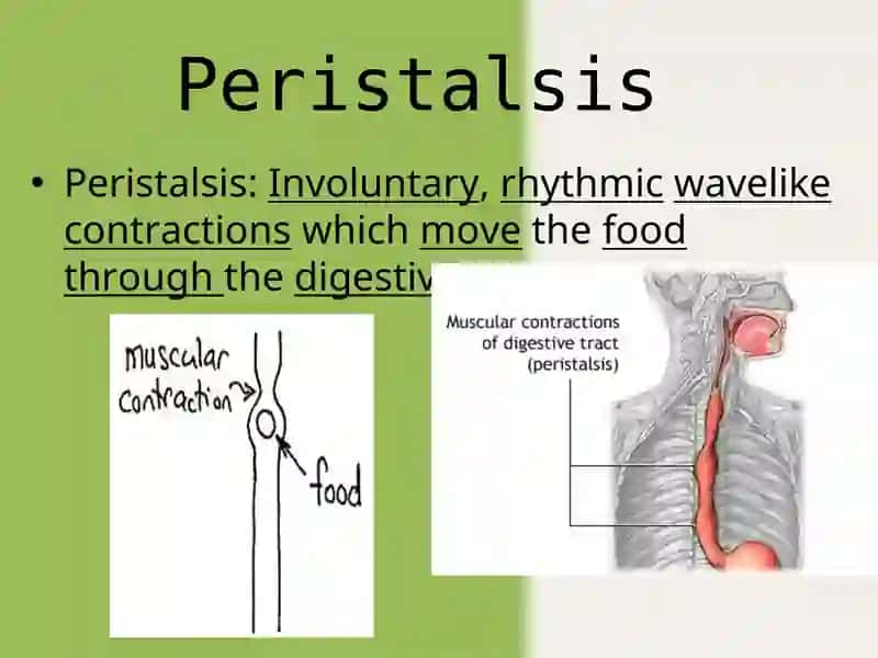The movements of the stomach 2