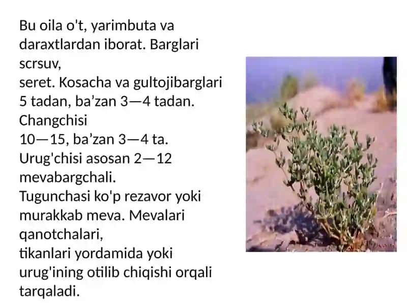 Tuyatovondoshlar oilasi 2