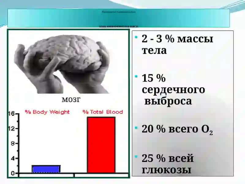 Физиология головного мозга 2