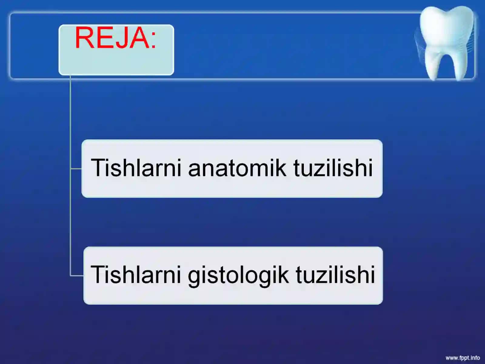 Tishlarni anatomik va gistologik tuzilishi 2