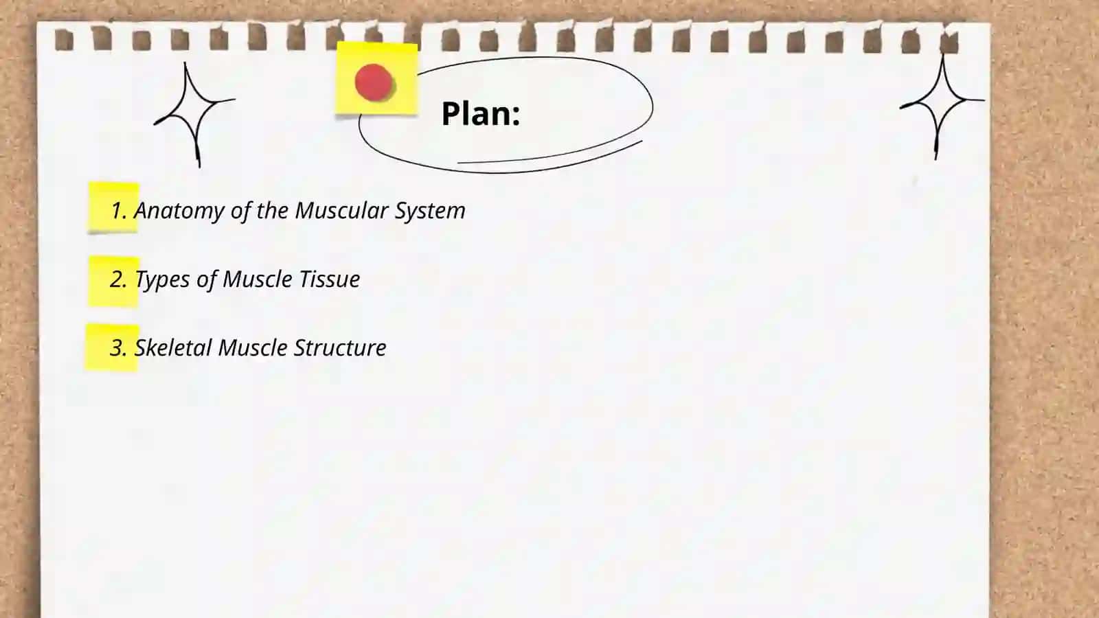 Muscular system of human being 2