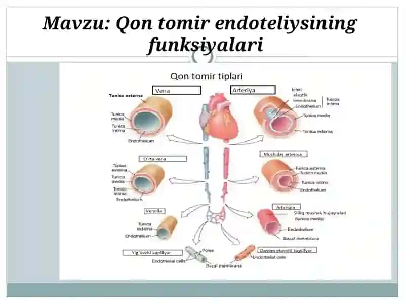 Qon tomir endoteliysining funksiyalari 2