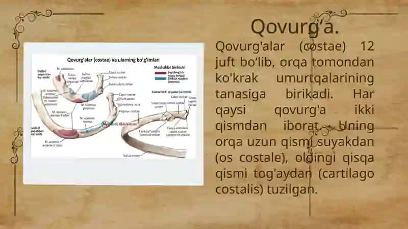Qovurg'a, to'sh suyagi va ko'krak qafasi 2