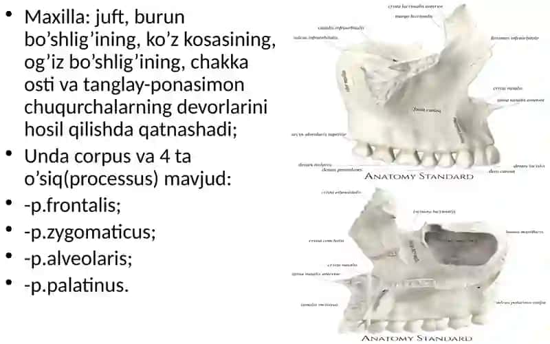 VISCEROCRANIUM SEU CRANIUM VISCERALE 2