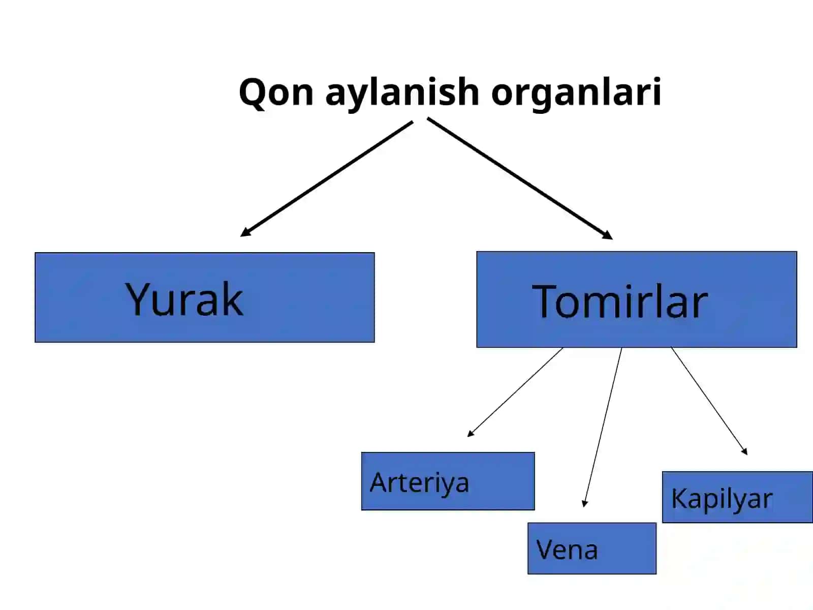 Yurak-qontomirlar sistemasi 2